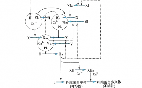 化验解读：凝血功能+D2聚体