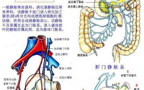 肝脏的解剖和血供