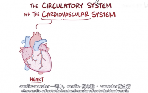 【Osmosis合集】解剖与生理