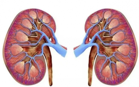 转载：速尿应激试验 Furosemide Stress Test