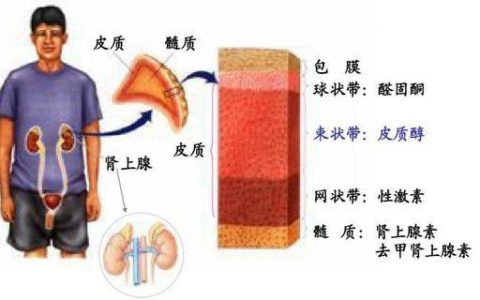 肾上腺危象和允许作用