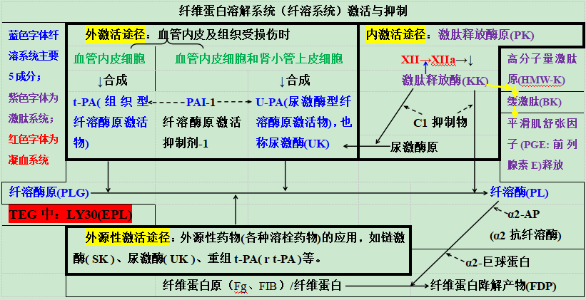 血栓弹力图