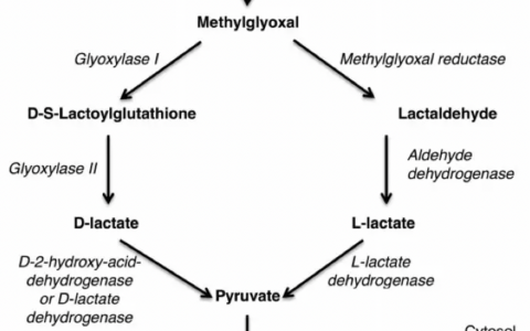 重症知音第7课_实验室及影像学检查