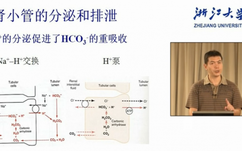 浙江大学生理学_肾小管的分泌和排泄_张雄