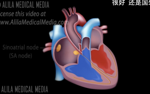 从心传导系统理解心电图