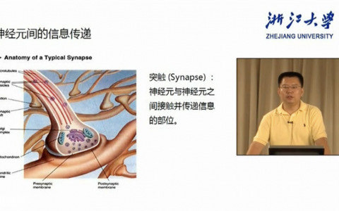 浙江大学生理学_神经元的信息传递_李月舟