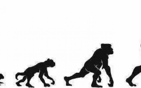 从进化的角度看肾素-血管紧张素-醛固酮系统的生理与病理