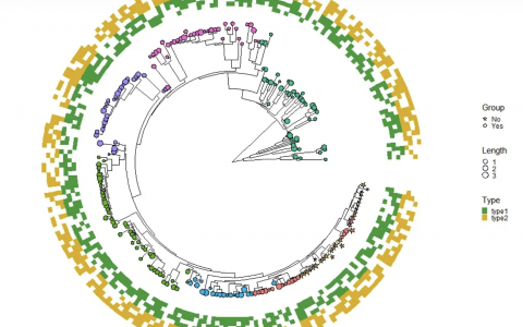 R 语言如何加载上ggtree包
