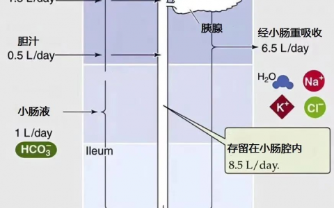 重症消化基础：消化道分泌概述