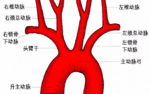 主动脉解剖结构