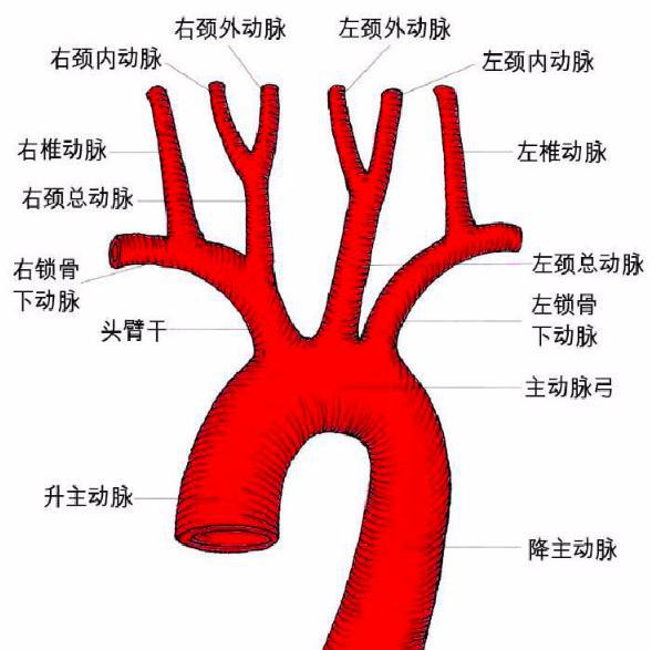 主动脉解剖结构