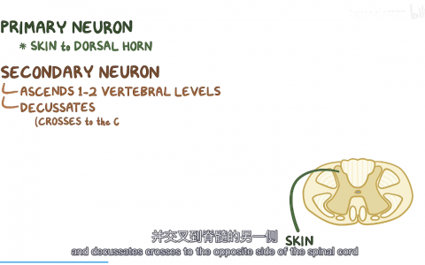 【Osmosis】脊髓空洞症