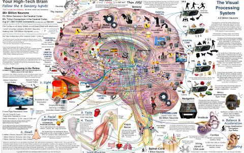 大脑功能的完整视图