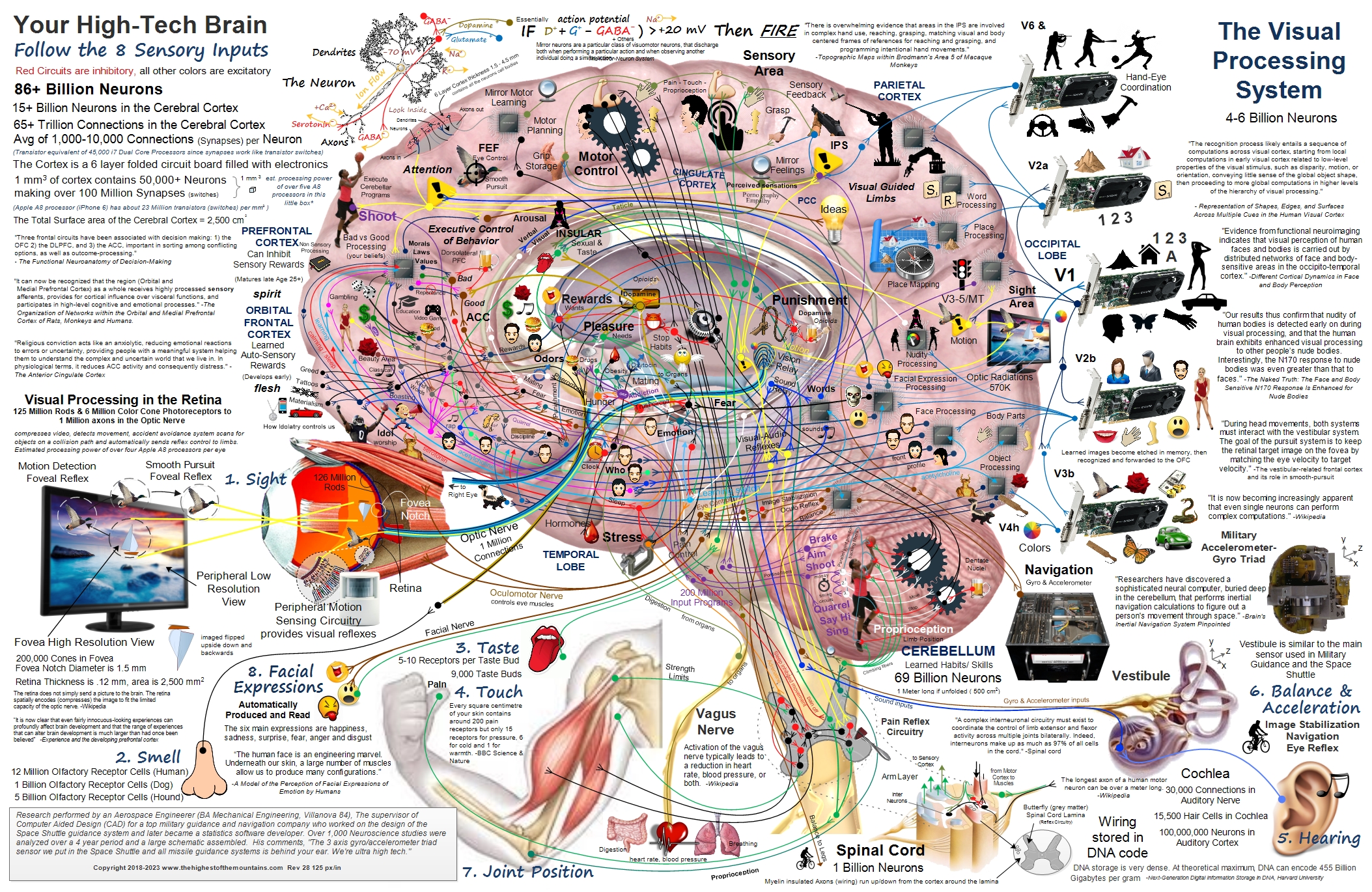 大脑功能的完整视图