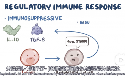 【Osmosis】细胞因子