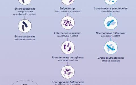 WHO更新2024最新版细菌类优先病原体清单