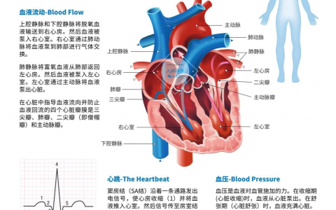 人体器官：心、肝、脾、肺、肾、胰