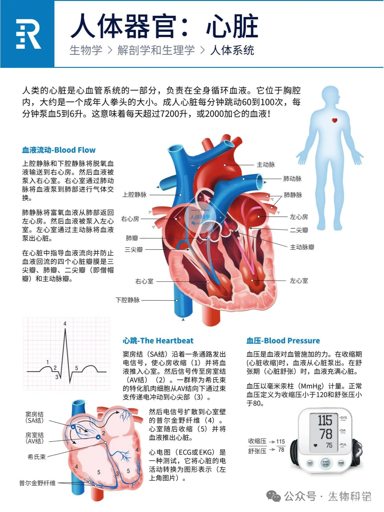 人体器官：心、肝、脾、肺、肾、胰