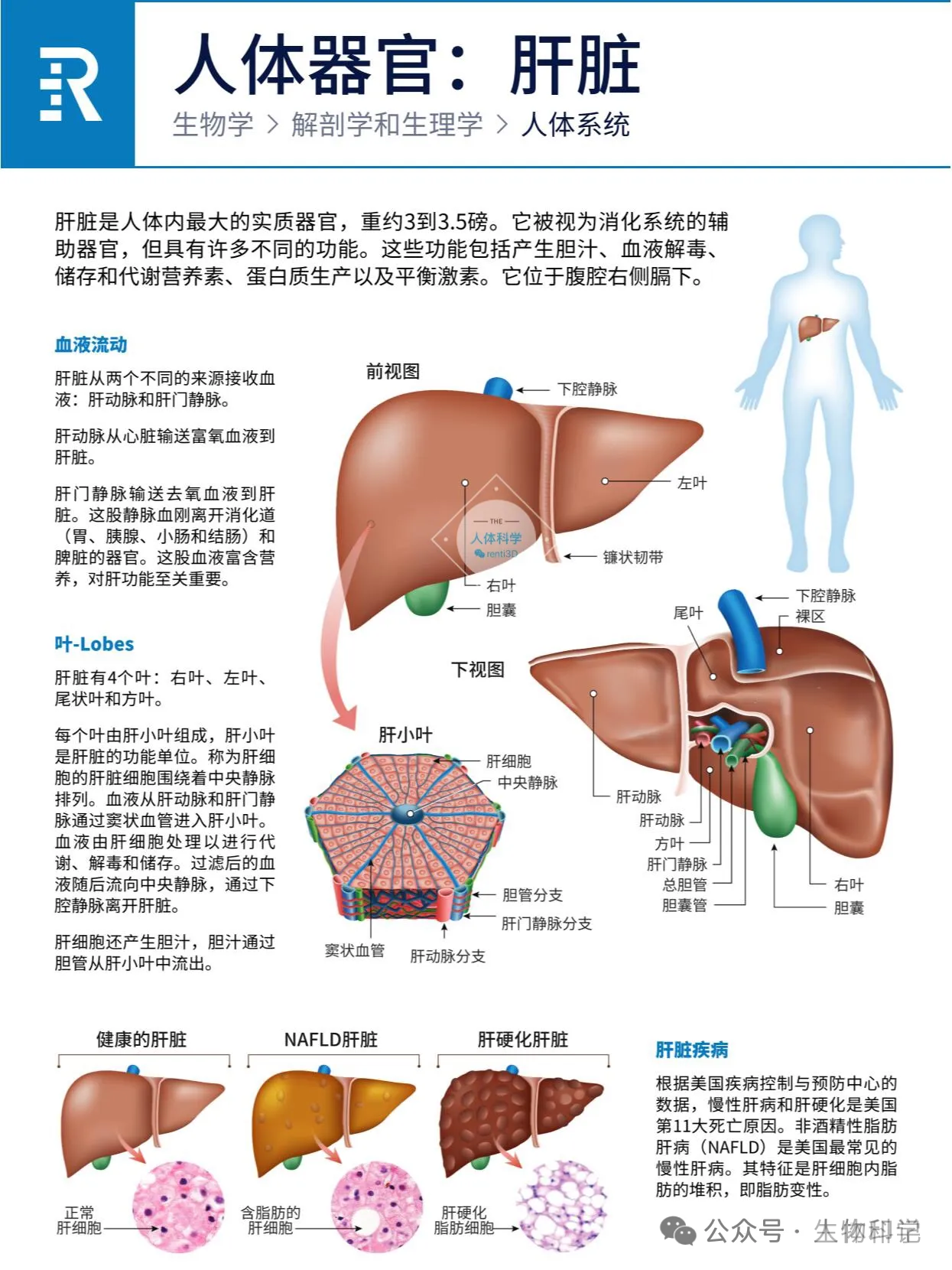 人体器官：心、肝、脾、肺、肾、胰