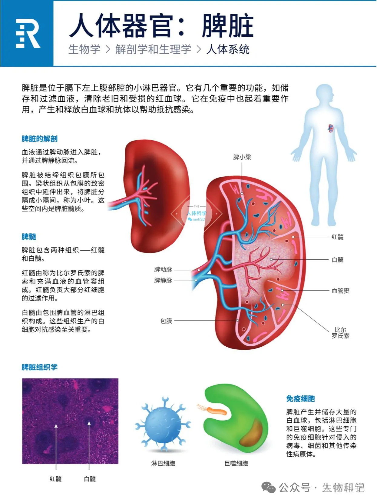 人体器官：心、肝、脾、肺、肾、胰