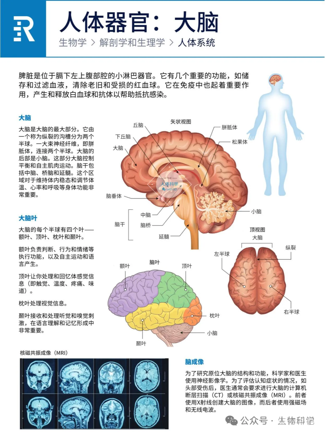 人体器官：心、肝、脾、肺、肾、胰