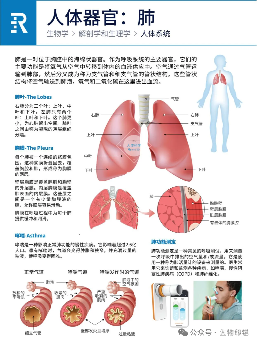 人体器官：心、肝、脾、肺、肾、胰