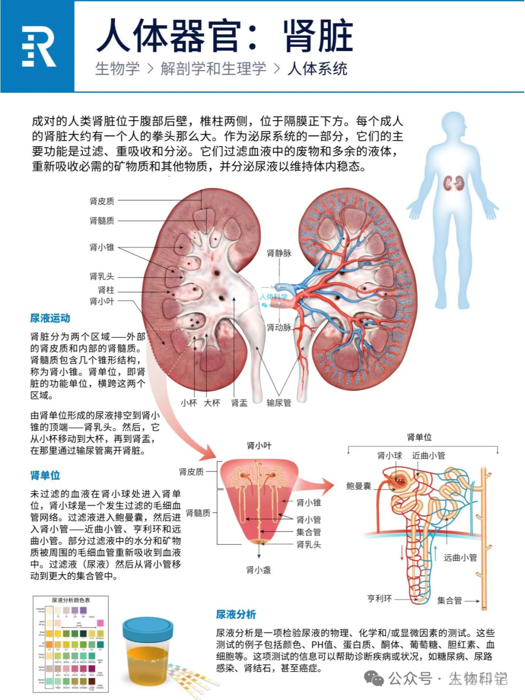 人体器官：心、肝、脾、肺、肾、胰