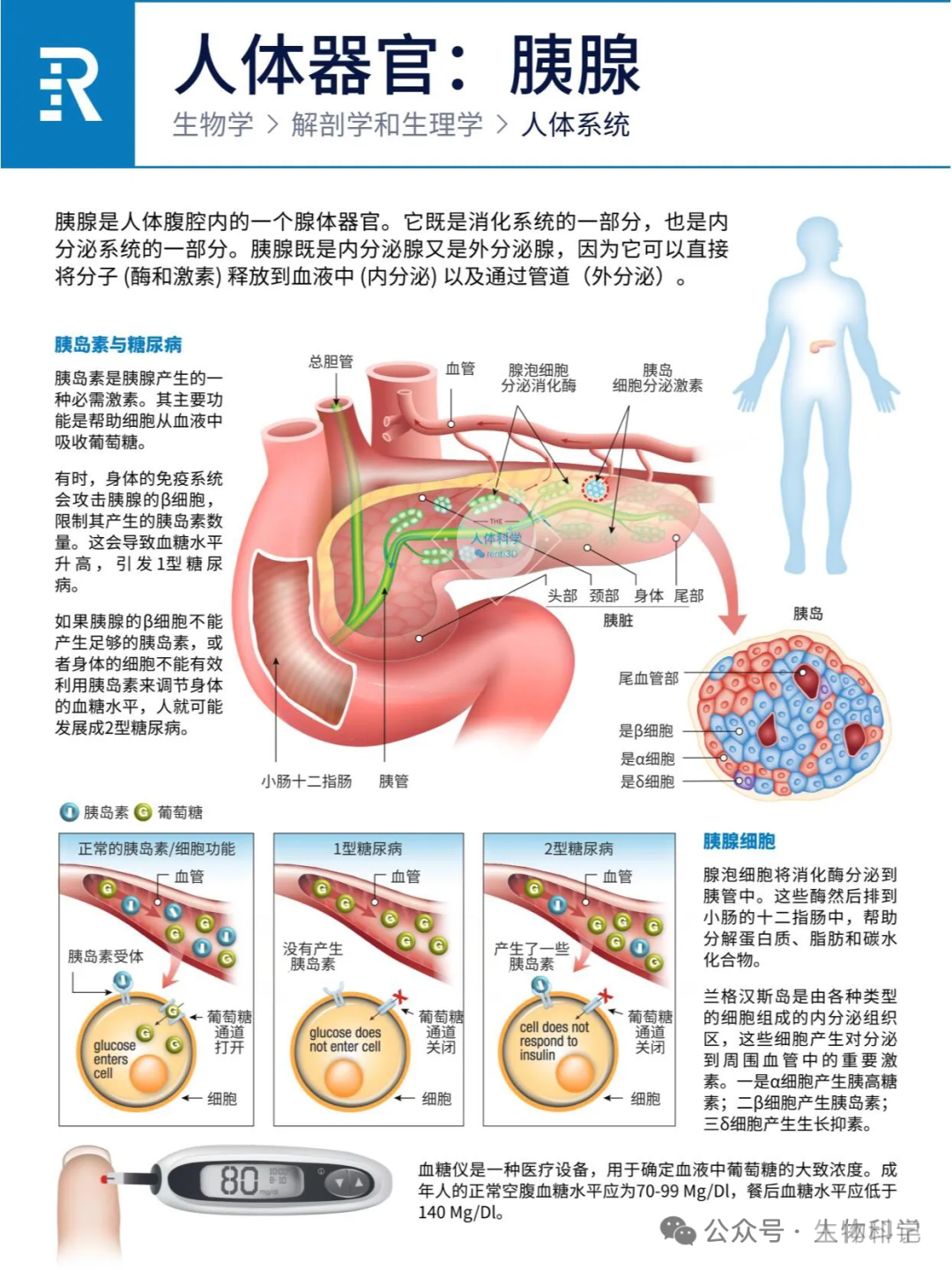 人体器官：心、肝、脾、肺、肾、胰