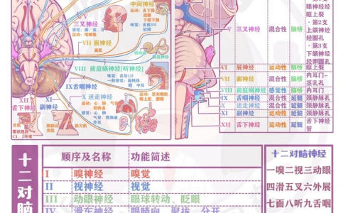 十二对脑神经