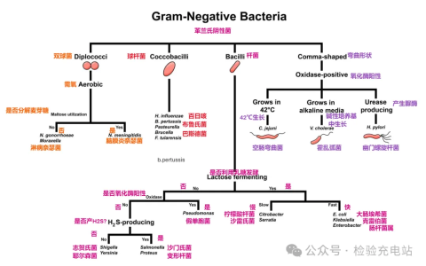 革兰氏阴性菌和阳性菌的分类和鉴定流程