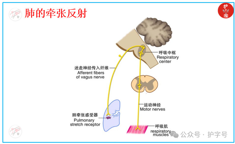 快速呼吸后心率快速下降