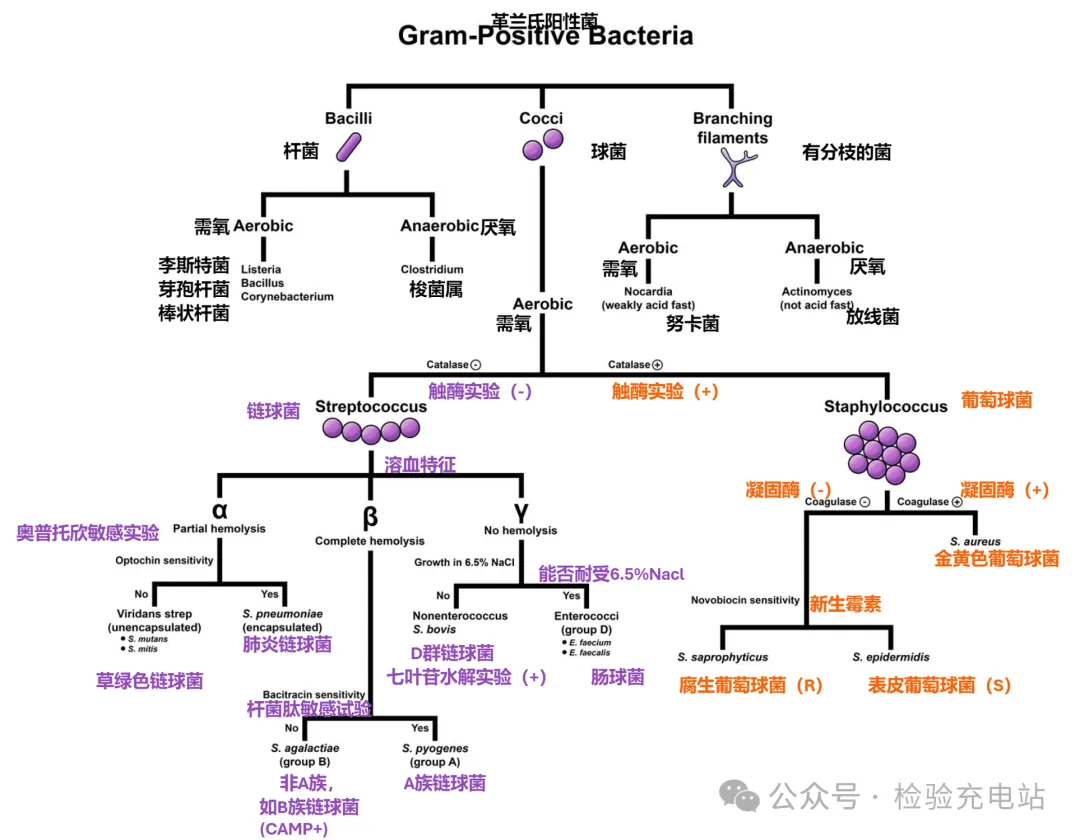 革兰氏阴性菌和阳性菌的分类和鉴定流程