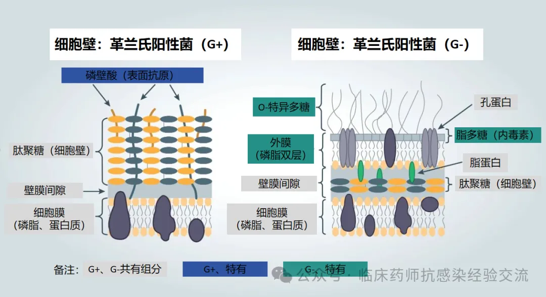 革兰氏阴性菌和阳性菌的分类和鉴定流程