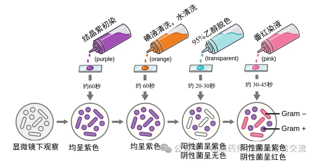 革兰氏阴性菌和阳性菌的分类和鉴定流程