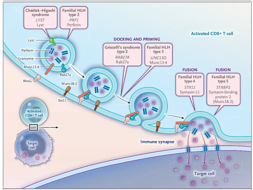 NEJM:噬血细胞综合征