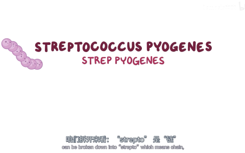 【Osmosis】化脓链球菌