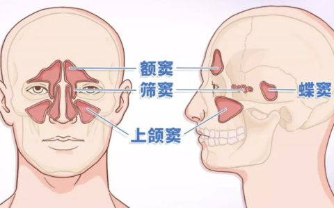 鼻窦解剖图