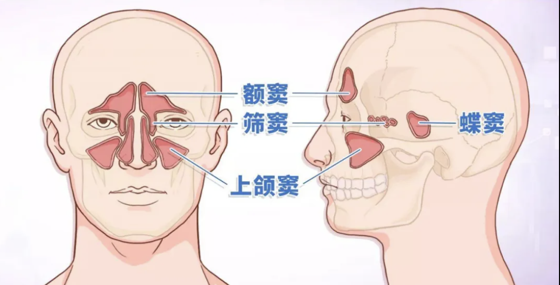 鼻窦解剖图