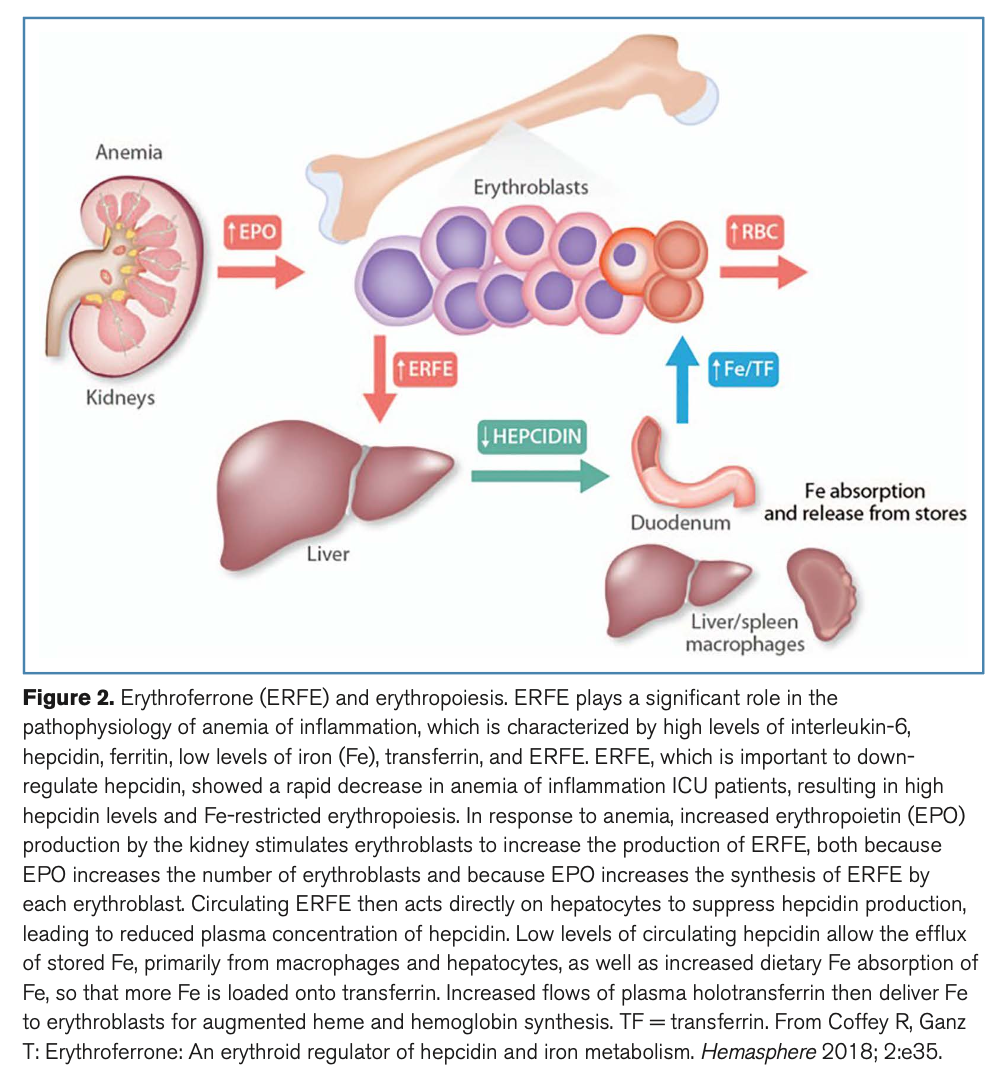 CCM:危重病性贫血：重症监护中的简明权威综述