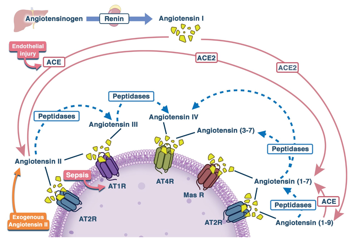 ICM:血管紧张素 II：挽救性血管加压药